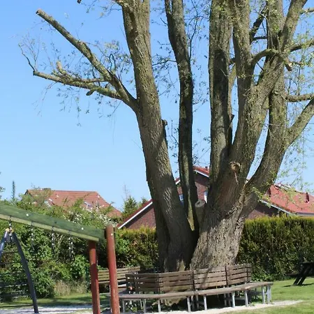 Muschel *